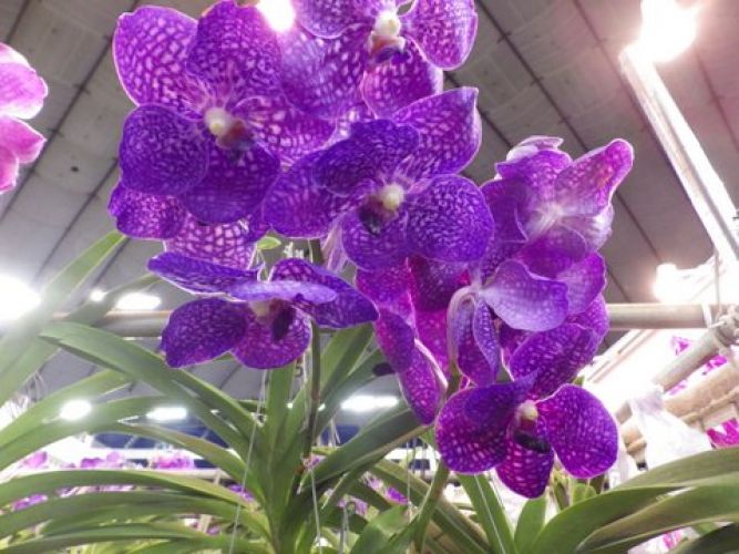 Orchids Japan Orchid Booth