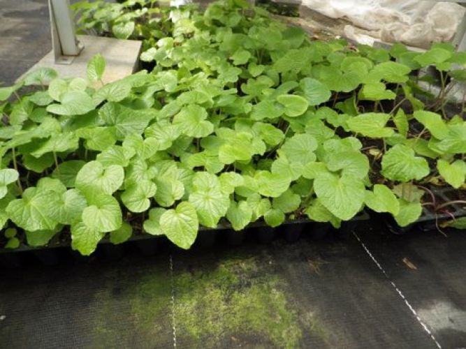 Hydro & Aqua ponics Wasabi Radish