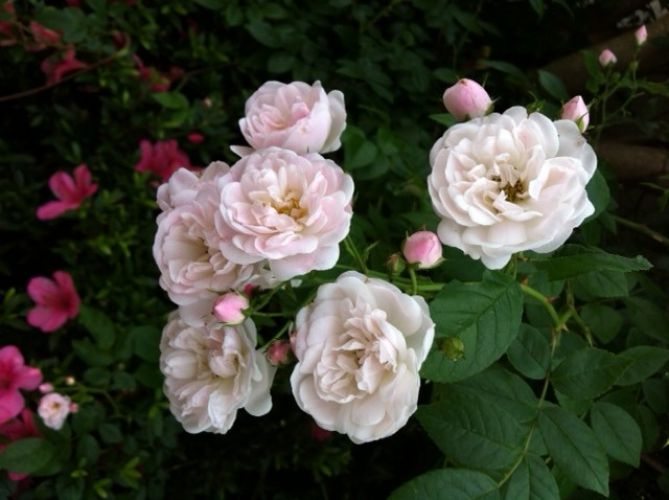 Flowers Ethel Rose Bush